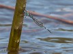 Austrolestes minjerriba male-2165